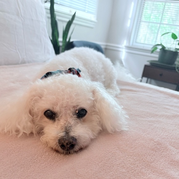 Meet your Posher, Annie - Picture 3 of 15